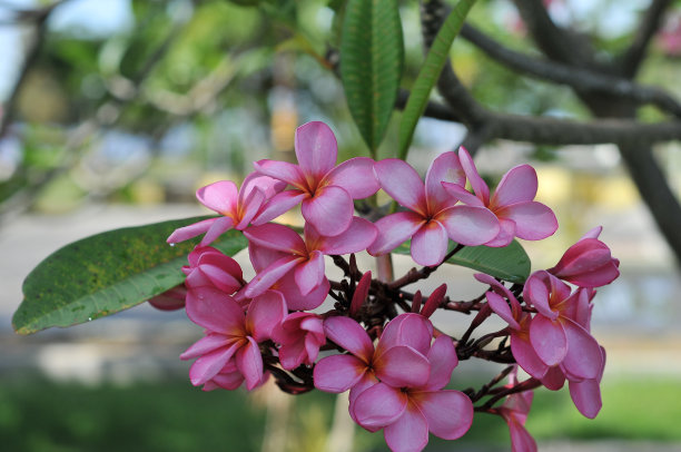 公园里的鸡蛋花图片下载