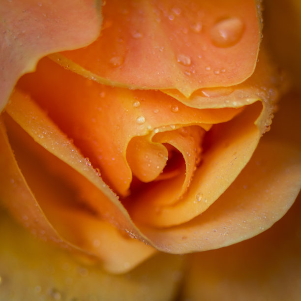 精致的玫瑰花瓣图片下载