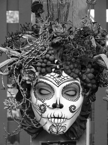 面具与肉质植物图片下载