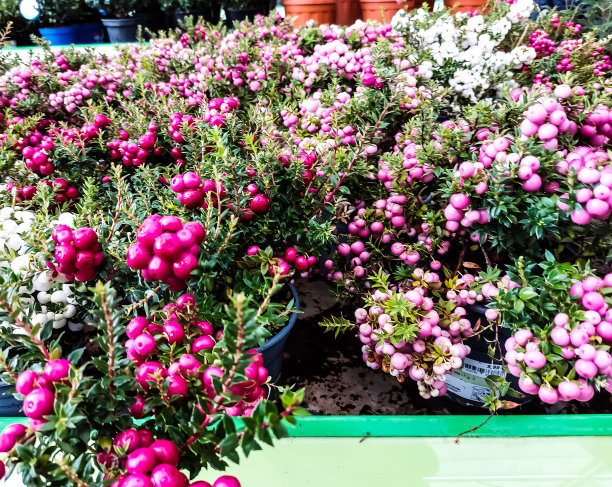 秋天的装饰，植物矗立在一个市场大厅图片下载