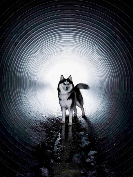 哈士奇在隧道里图片下载