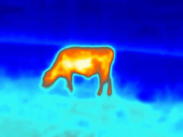 牛红外图片下载