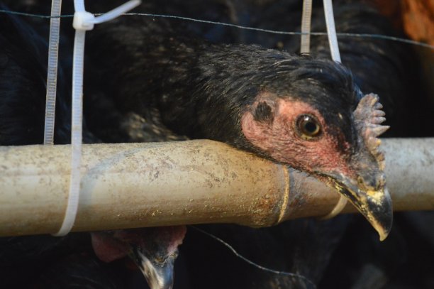 一只鸡在养鸡场的鸡笼里等待食物图片下载