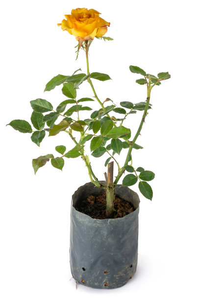 黄色的玫瑰植株生长在白色的袋子上图片下载