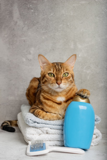 宠物美容。可爱的猫带着动物洗澡和卫生工具。宠物保健沙龙。图片下载