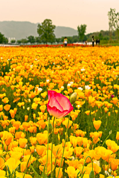 红色的花在黄色的花中图片下载
