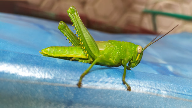 桌上的蚱蜢插画摄影图片下载