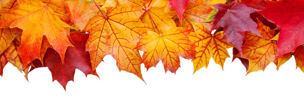 鲜艳的秋叶孤立在白色的背景上图片下载