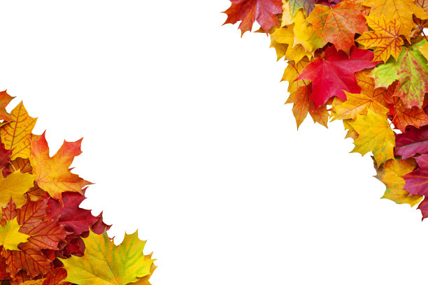 白色背景下鲜艳的秋叶图片下载