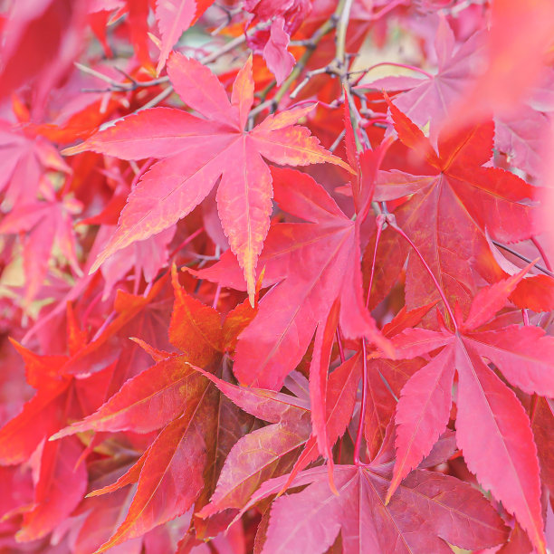 秋天的落叶图片下载