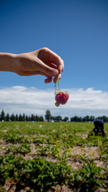 拿着草莓图片下载