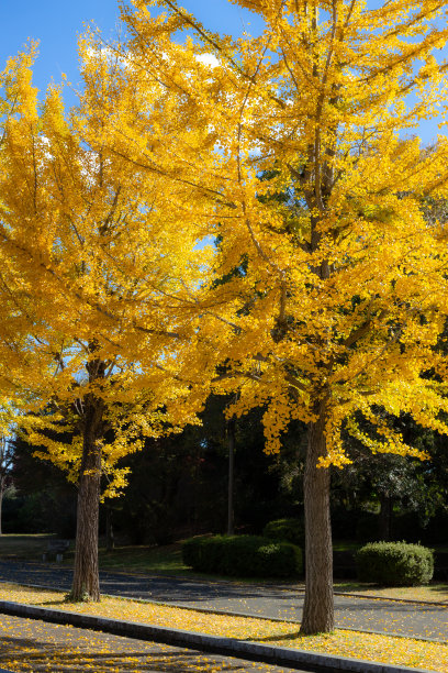 东京公园里的日本银杏树与黄叶的秋天风景图片下载