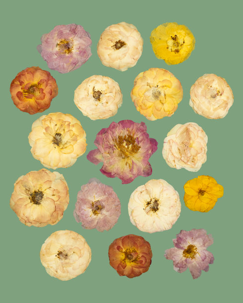 一组分离在蓝色背景上的干燥压制玫瑰花。植物元素用于剪贴簿或装饰艺术。图片下载