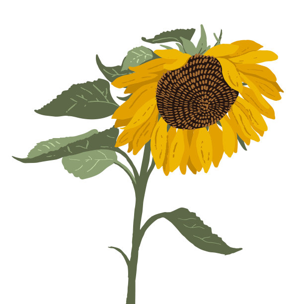 手绘向日葵。矢量现代平面插图。图片下载