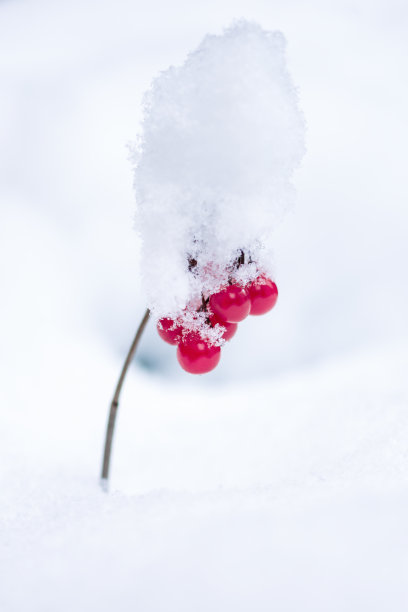 特写小干树枝与红色浆果压雪，小树枝与红色浆果与雪帽在冬天图片下载