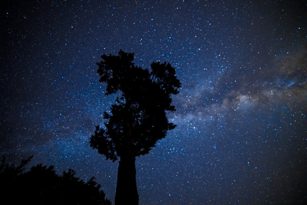 夜晚的树。星夜，树剪影图片下载