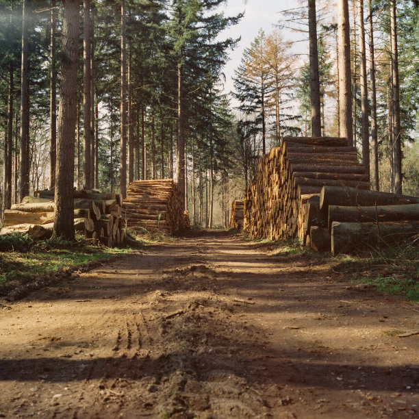 路边堆放着树干的路图片下载