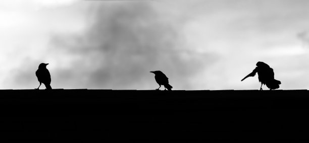 危地马拉屋顶上的鸟，叫做Zanates的鸟，黎明时分的Quiscalus。图片下载