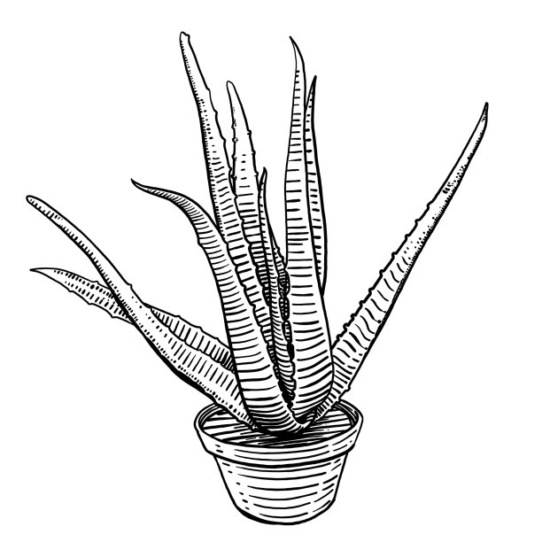 芦荟清洁图片下载