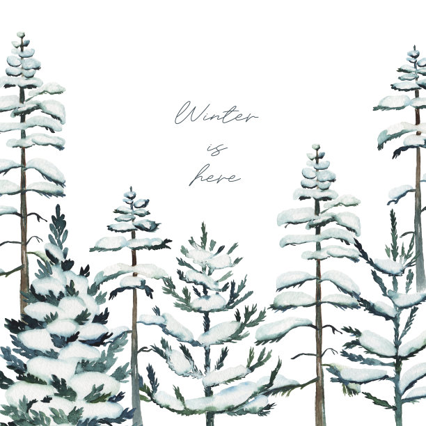 卡片模板用水彩雪景松树和冷杉，冬季森林背景手绘白色背景，贺卡模板图片下载