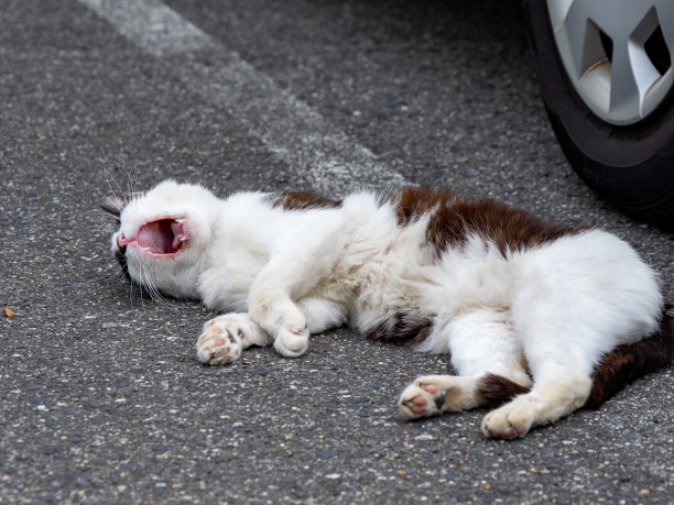 停车场里的猫图片下载