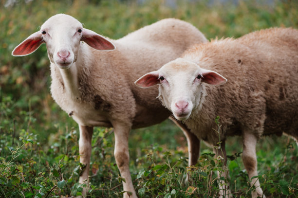 一对羔羊图片下载