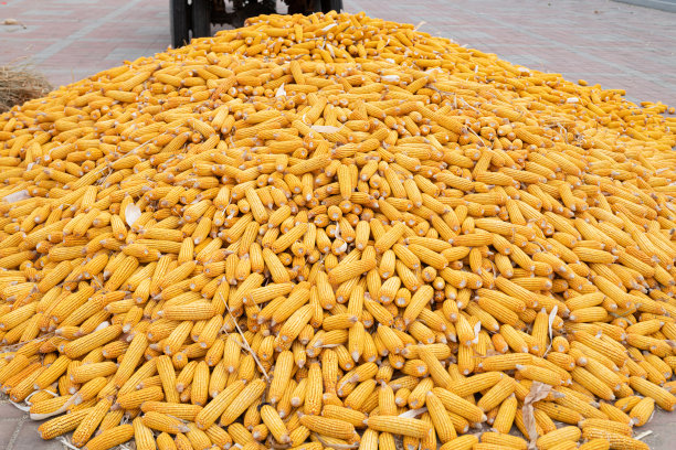 玉米芯的背景图片下载
