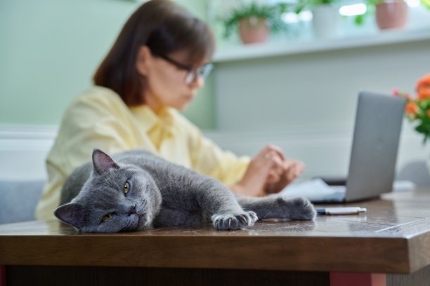 猫咪放松地躺在桌子上，旁边的女主人正在用笔记本电脑工作图片下载