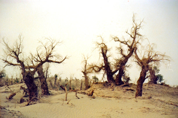 新疆塔克拉玛干沙漠边缘的胡杨已经死亡图片下载