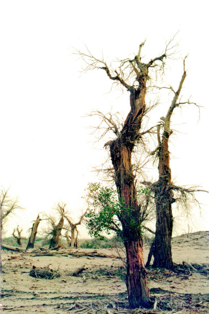 新疆塔克拉玛干沙漠边缘的胡杨已经死亡图片下载