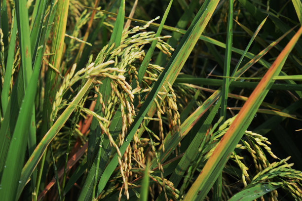 稻谷准备收割图片下载