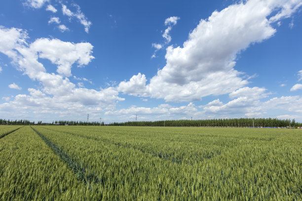 麦田在蓝天白云下图片下载