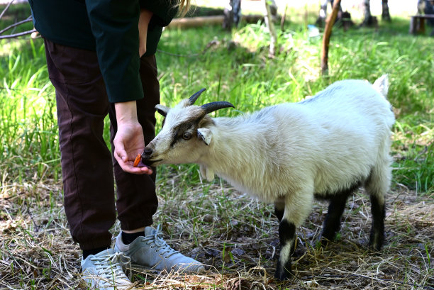 农场动物。可爱的小女孩在牧场上喂山羊图片下载