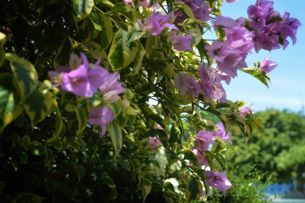 花园和其中的美景图片下载