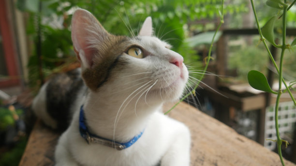 猫分心图片下载