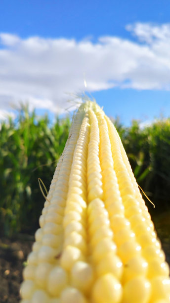 玉米与农业花园，光照耀日落和土色天空的背景图片下载