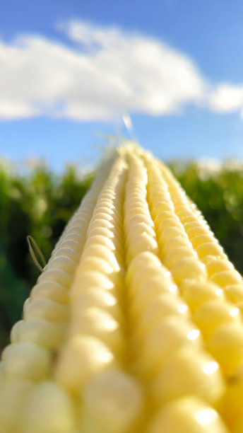 玉米与农业花园，光照耀日落和土色天空的背景图片下载