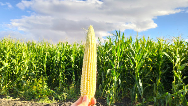 玉米与农业花园，光照耀日落和土色天空的背景图片下载