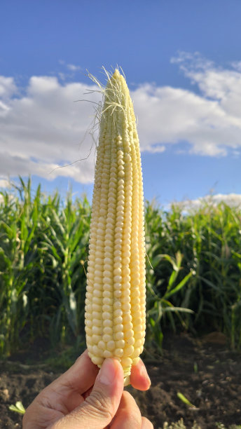 玉米与农业花园，光照耀日落和土色天空的背景图片下载