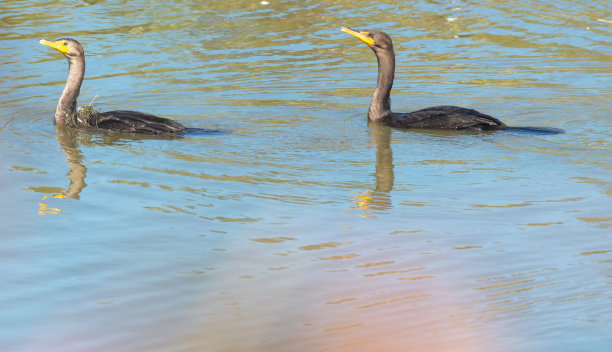 一对鸬鹚在池塘里游泳图片下载