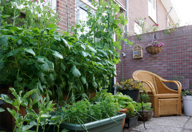 新鲜的有机蔬菜花园，有凸起的床。用豆子做垂直园艺。城市里的自制蔬菜。比如西红柿、土豆、沙拉、胡萝卜和草莓。基本食物都是在城市里种植的。当地的农产品。后院。小面积园艺。图片下载