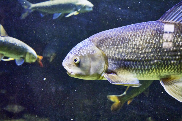 白丘比特纹咽鱼是鲤科的一种鳍状鱼，是纹咽鱼属中唯一在水中游动的鱼图片下载