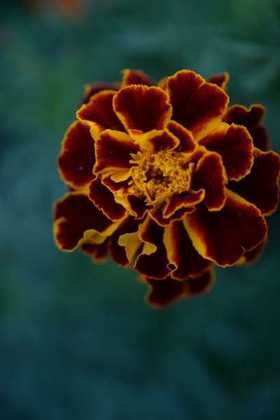 黄橙色的黑莓，万寿菊特写背景，在一个阳光明媚的日子，模糊的背景，花万寿菊特写背景在一个秋天阳光明媚的日子，橙色的万寿菊颜色，红色的花图片下载