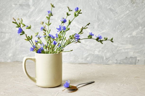 一勺菊苣花和菊苣粉菊苣花在咖啡杯图片下载