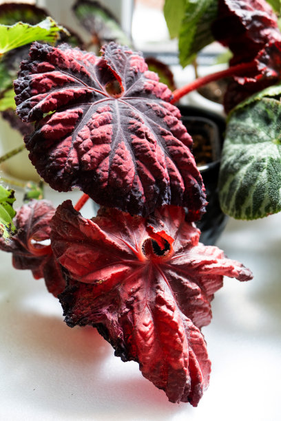 家用盆栽植物海棠装饰落叶在房子的内部。爱好种植，爱护植物，温室，在家园艺。图片下载