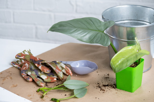 有根的家养植物的茎，用于繁殖和在有土的花盆中种植盆栽植物的爱好和护理，育种业务，插枝图片下载