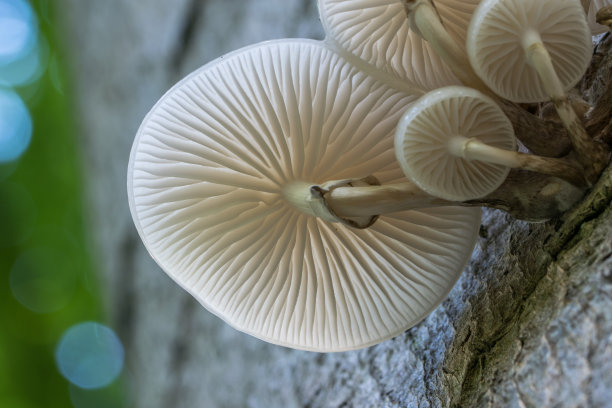 毛茛属，瓷耳图片下载