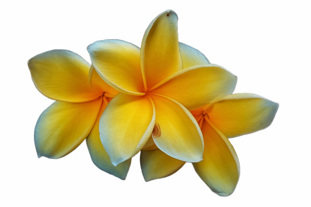 绿色的叶子，中间有红色的花，孤立在白色的背景上图片下载