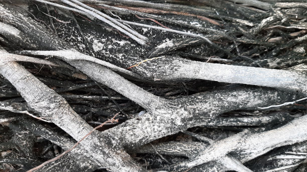 一棵有许多灰色线的树的根堆叠在一起，呈螺旋状。图片下载