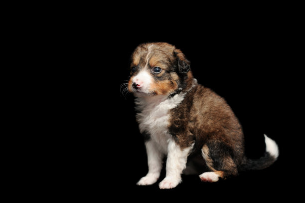 低调的小狗坐着的照片图片下载